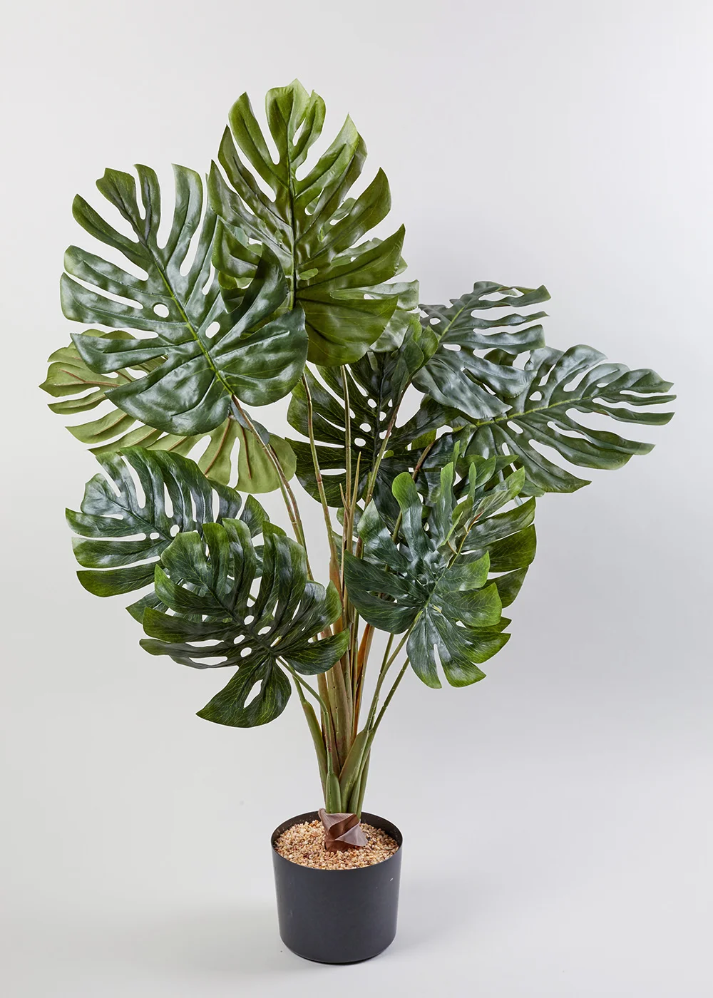Cheese Plant in Pot (90cm x 60cm) Image 1