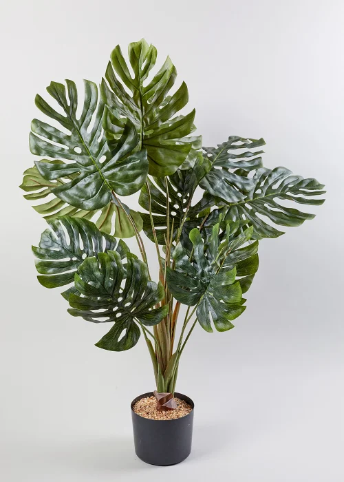 Cheese Plant in Pot (90cm x 60cm) Image 1