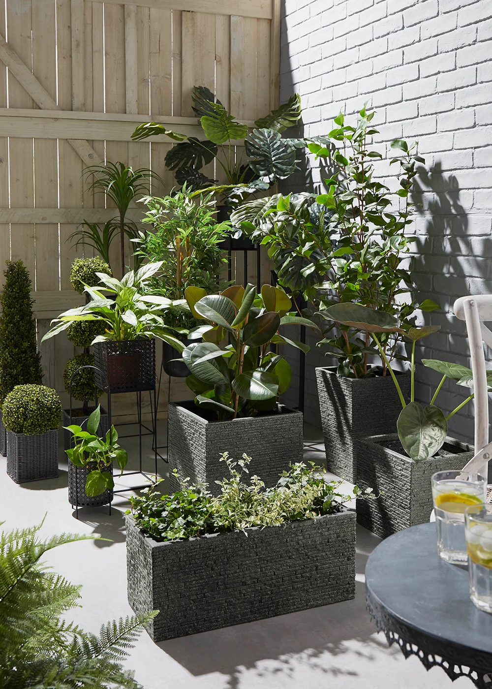 Cheese Plant in Pot (90cm x 60cm) Image 2