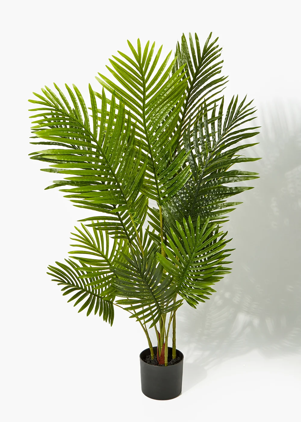 Palm Tree Image 1