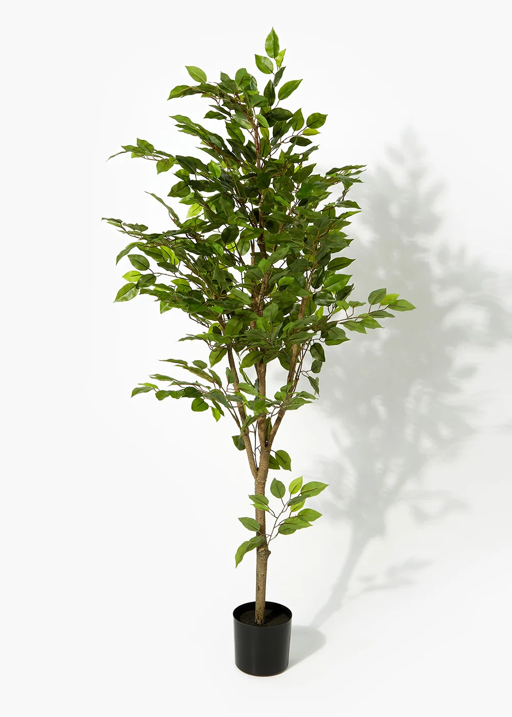 Weeping Fig Tree Image 1