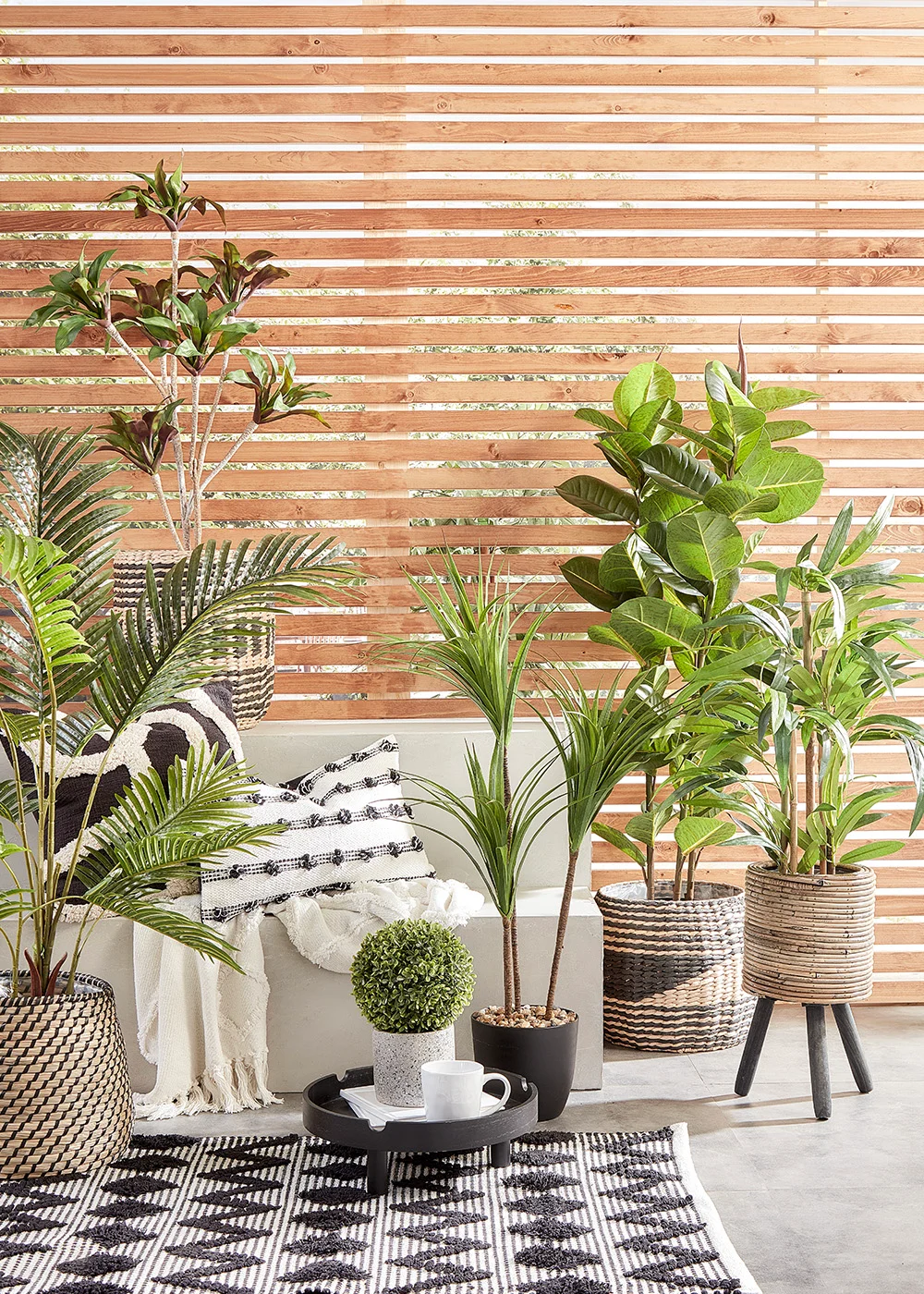 Tall Yucca Tree in Pot Image 2