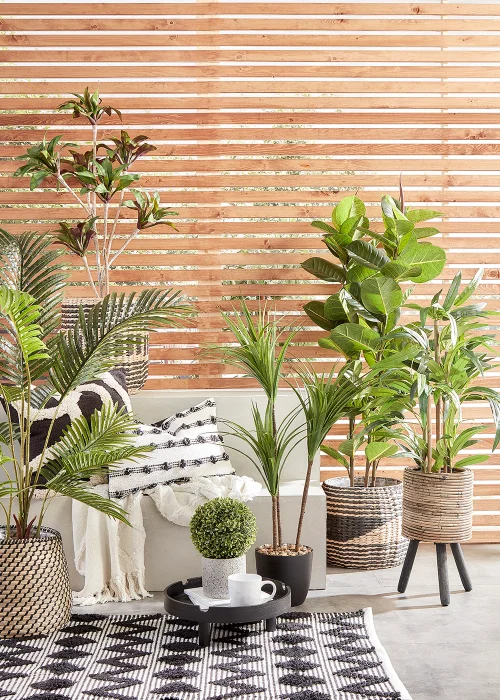 Tall Yucca Tree in Pot Image 2