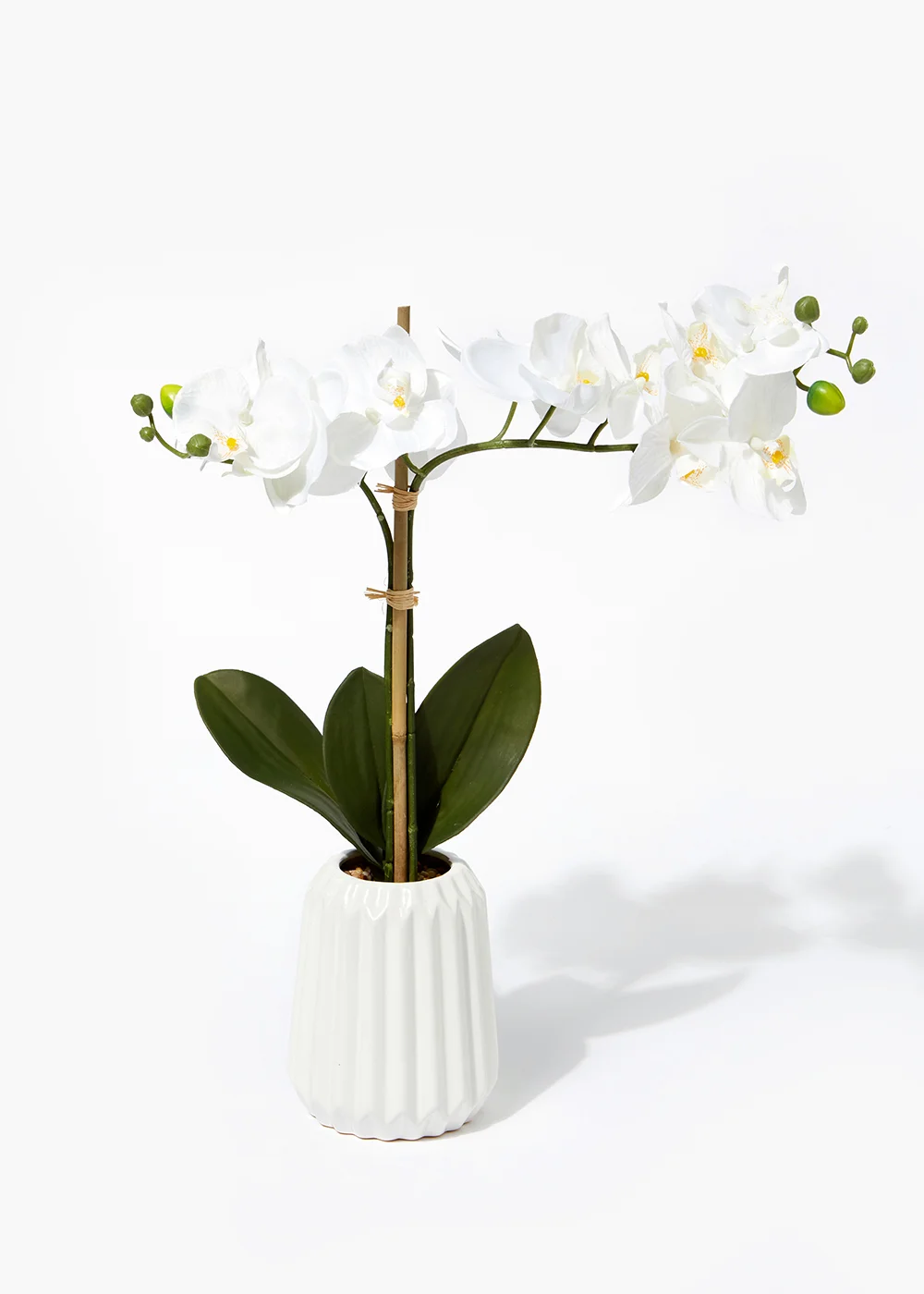 Orchid in White Ceramic Pot (60cm) Image 1