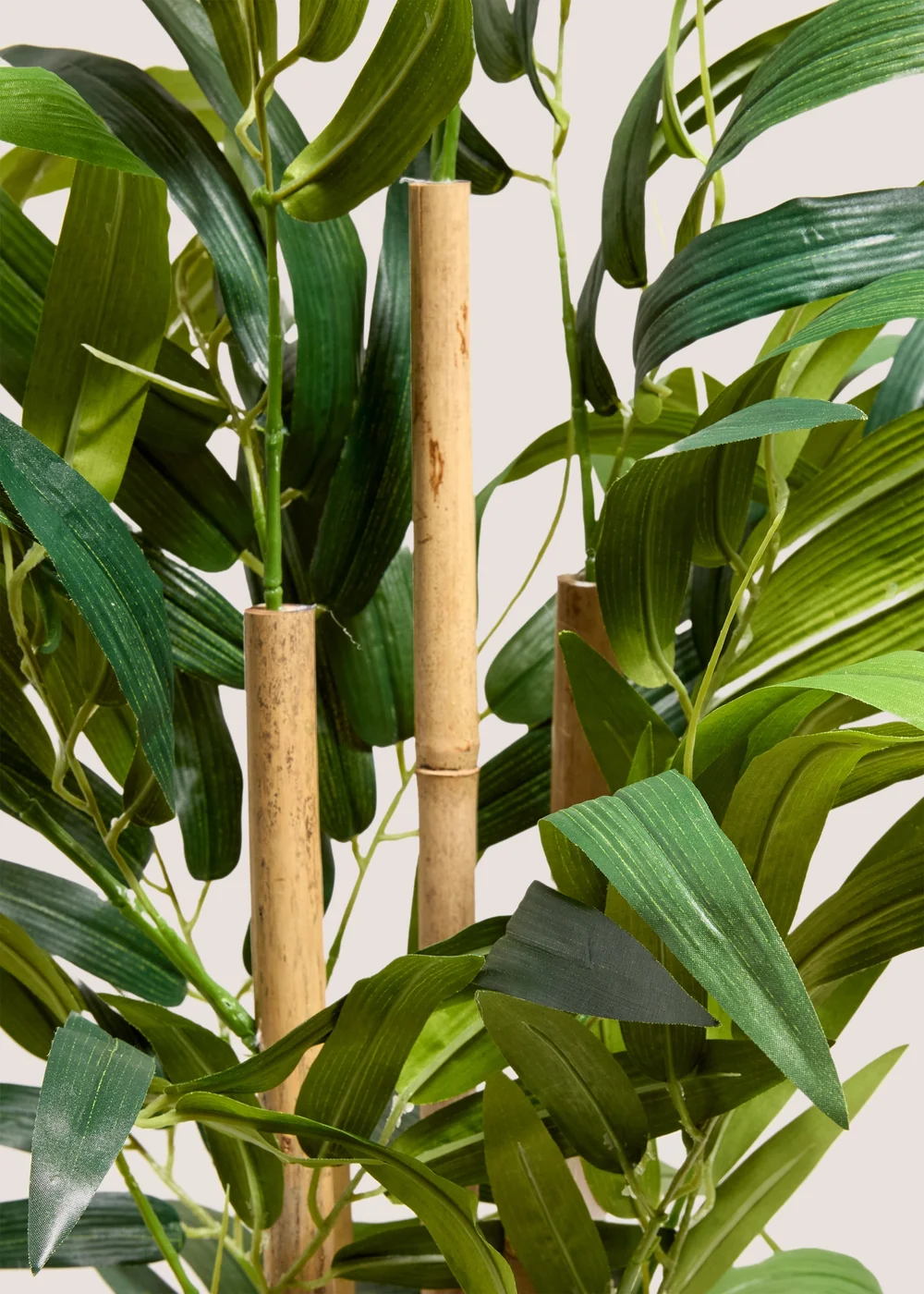 Bamboo Tree Image 2