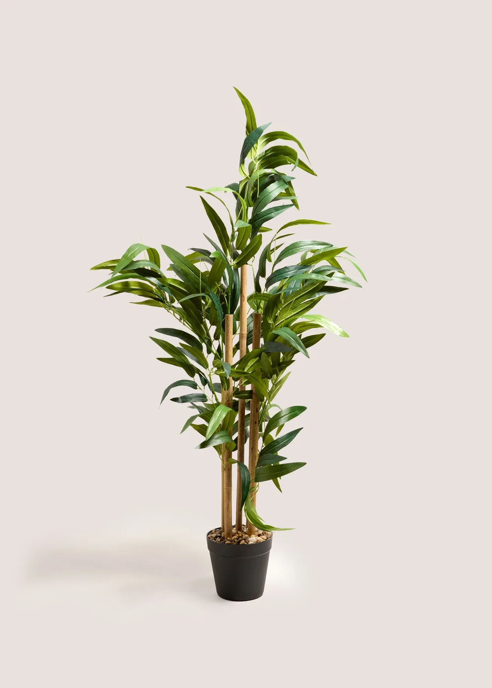 Bamboo Tree Image 1