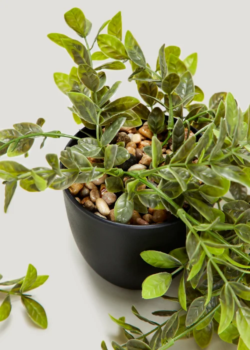 Trailing Plant in Black Pot Image 2
