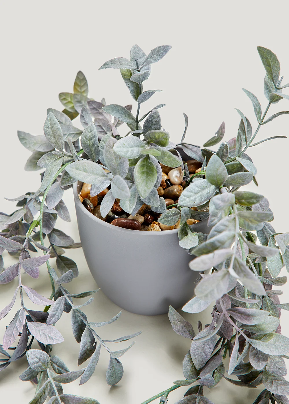 Trailing Plant in Grey Pot Image 2