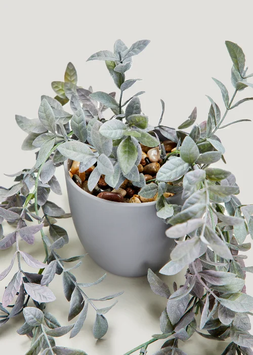 Trailing Plant in Grey Pot Image 2