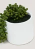 Trailing Plant in Cement Pot (37cm x 13cm x 13cm) Image 2