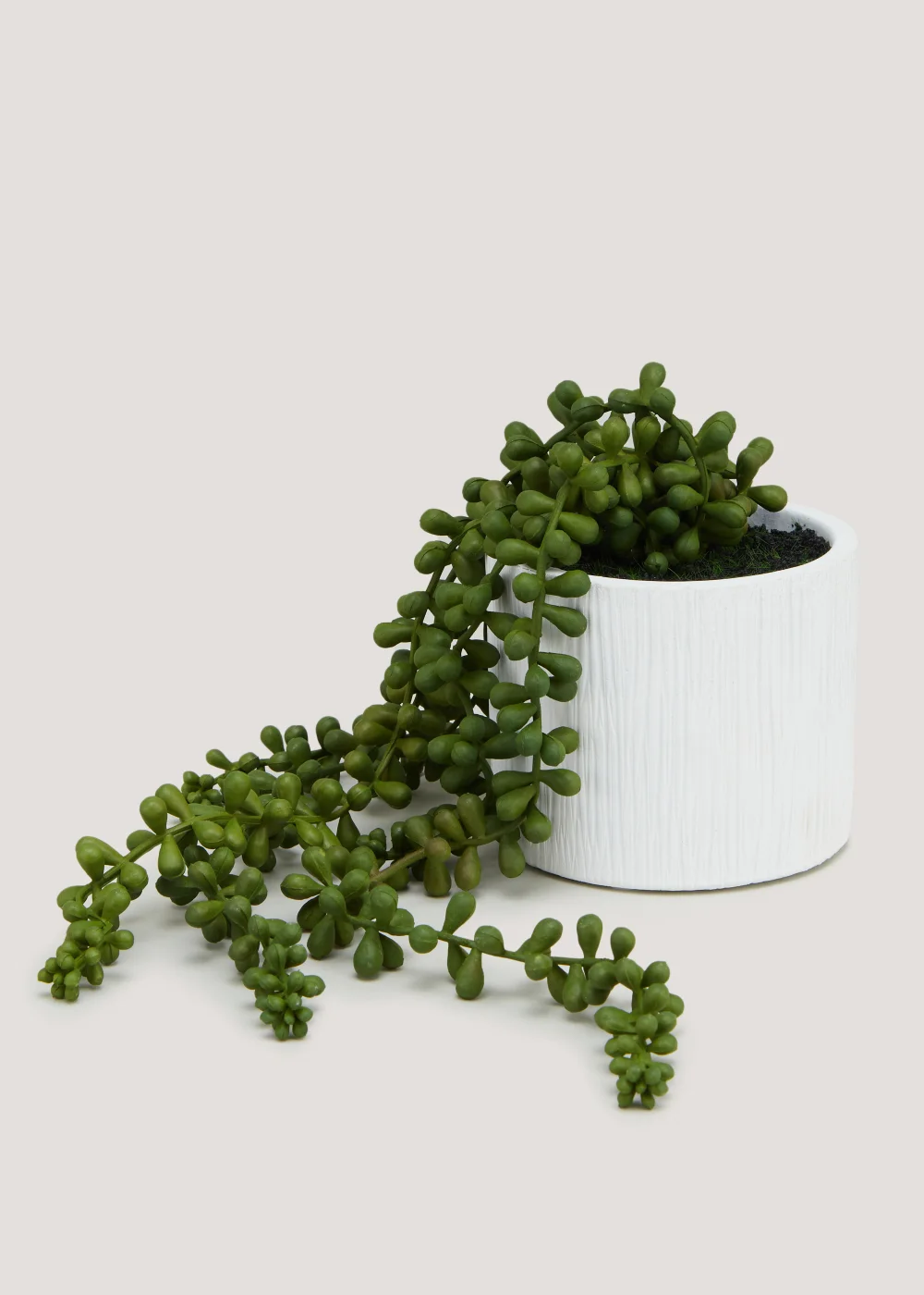 Trailing Plant in Cement Pot (37cm x 13cm x 13cm) Image 1