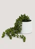 Trailing Plant in Cement Pot (37cm x 13cm x 13cm) Image 1