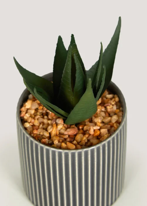 Mini Aloe in Grey Pot Image 2