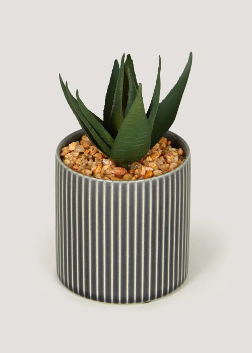 Mini Aloe in Grey Pot Image 1