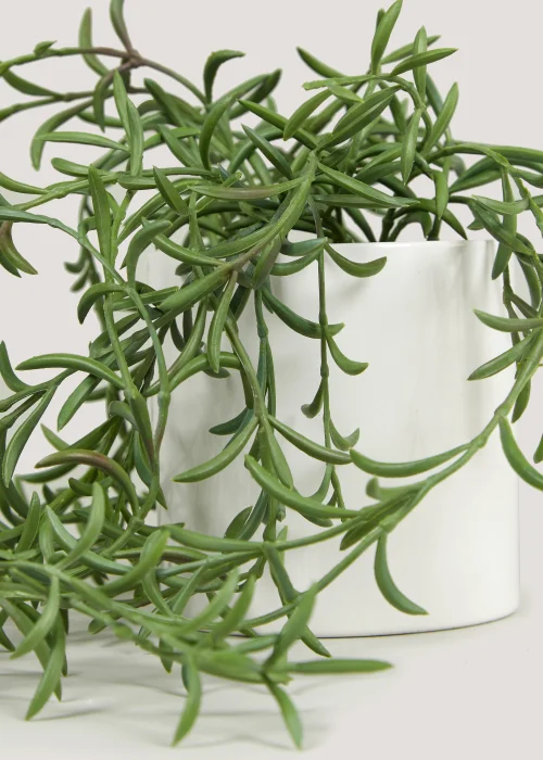Trailing Plant in White Pot (12cm x 10cm) Image 2