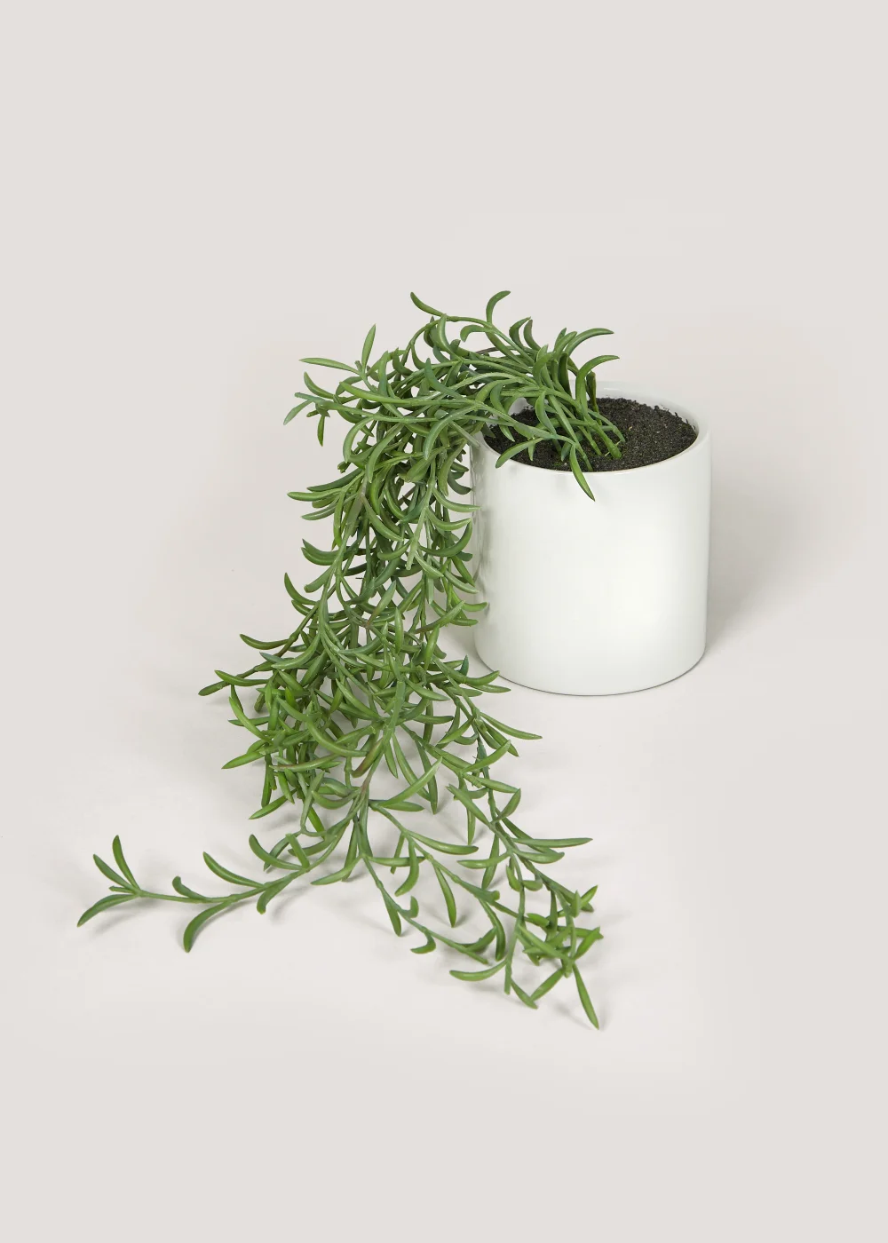 Trailing Plant in White Pot (12cm x 10cm) Image 1