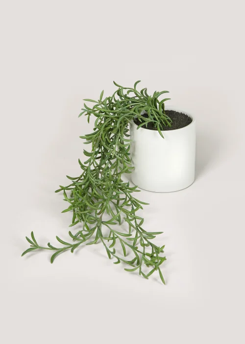 Trailing Plant in White Pot (12cm x 10cm) Image 1