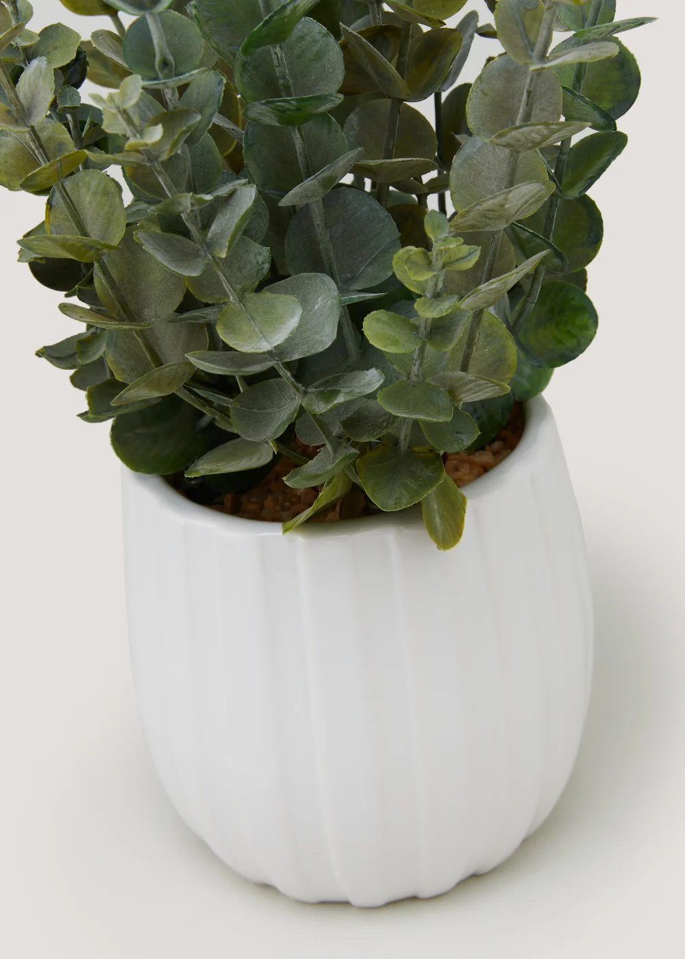 Eucalyptus White Ribbed Pot Image 2
