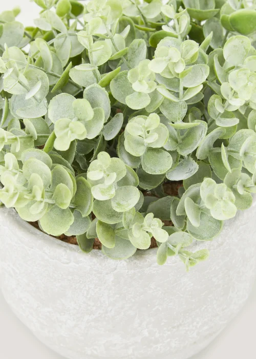 Frosted Eucalyptus in Cement Pot (26cm) Image 2