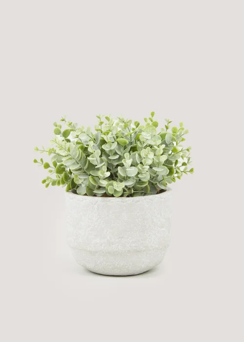 Frosted Eucalyptus in Cement Pot (26cm) Image 1