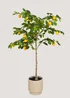 Lemon Tree Outdoor Topiary (120cm) Image 1