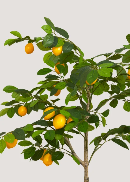 Lemon Tree Outdoor Topiary (120cm) Image 2