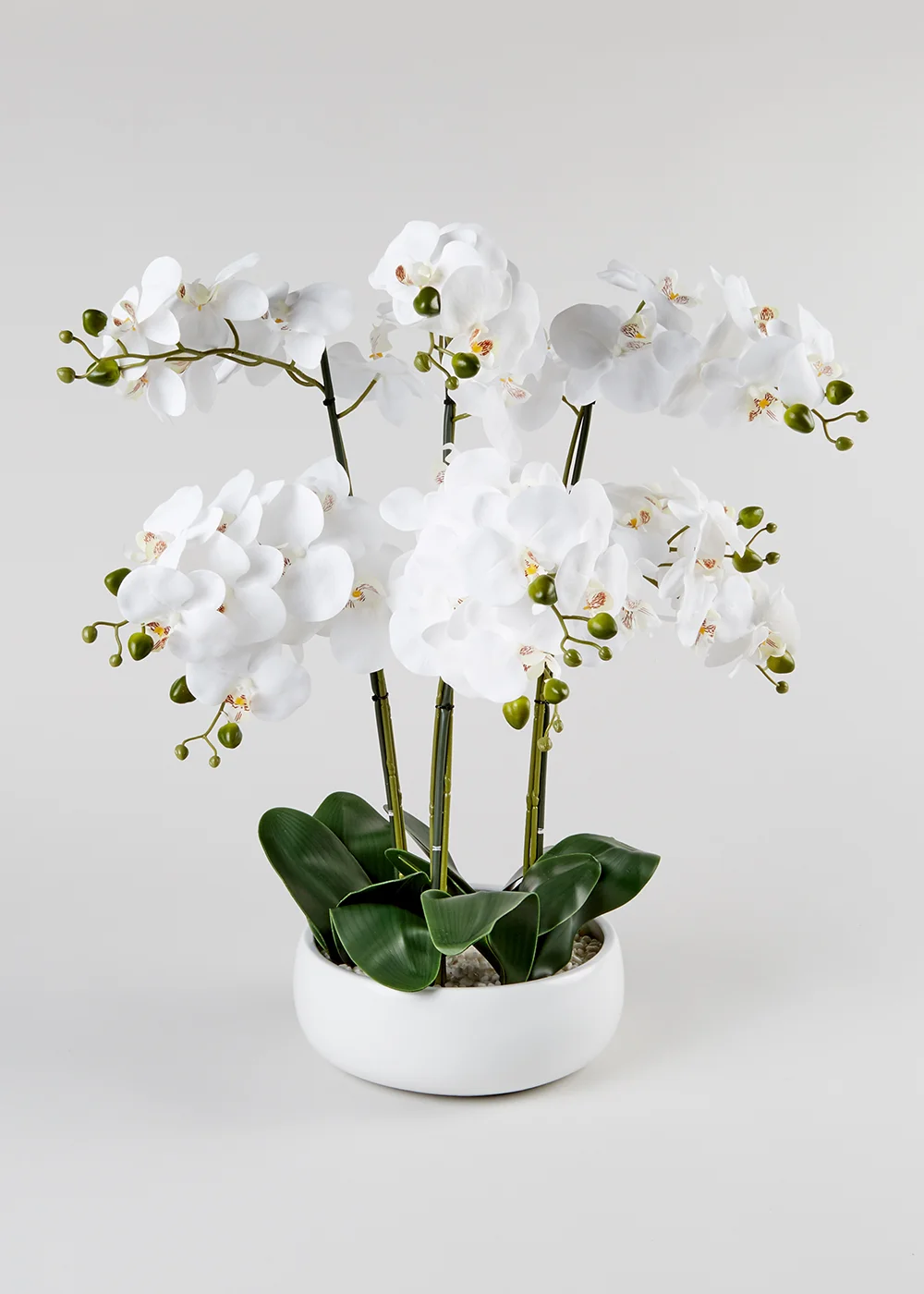 Orchids in Large Ceramic Pot Image 1
