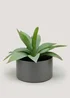 Agave in Iron Pot (22cm x 15cm) Image 1