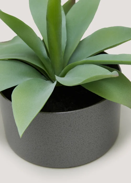 Agave in Iron Pot (22cm x 15cm) Image 2