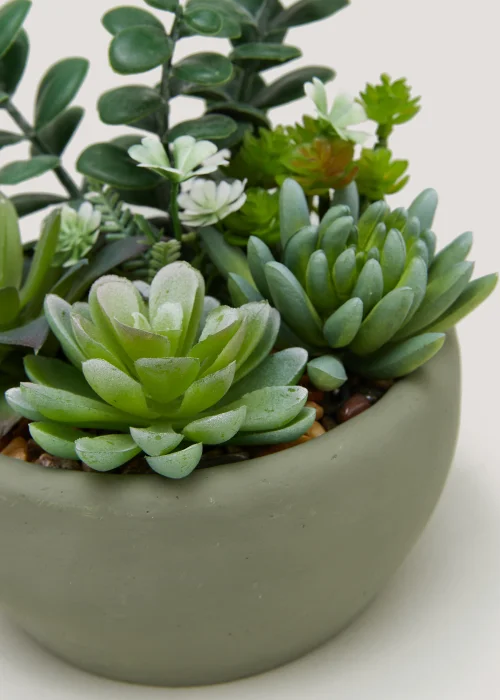 Succulents in Round Cement Bowl (8cm x 12cm) Image 2
