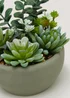 Succulents in Round Cement Bowl (8cm x 12cm) Image 2