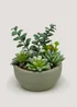 Succulents in Round Cement Bowl (8cm x 12cm) Image 1