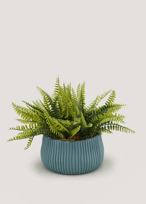 Fern in Blue Ribbed Pot (24cm x 15cm) Image 1