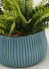 Fern in Blue Ribbed Pot (24cm x 15cm) Image 2