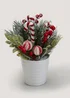 Candy Cane Plant (36cm x 34cm x 20cm) Image 1