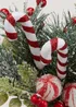 Candy Cane Plant (36cm x 34cm x 20cm) Image 2