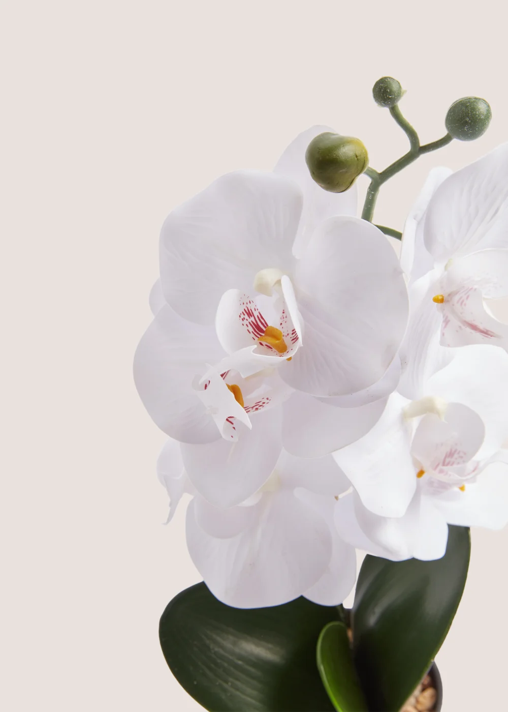Mini Orchid Plastic Pot (38cm) Image 2