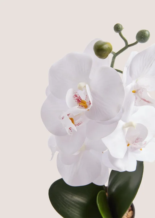 Mini Orchid Plastic Pot (38cm) Image 2