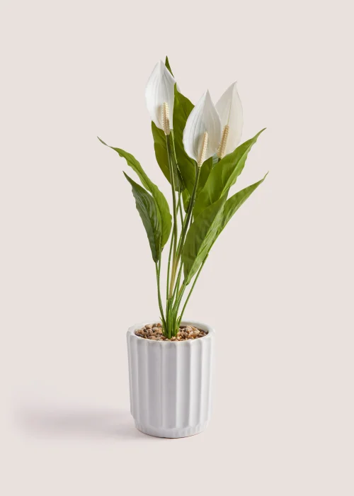 Peace Lily Ribbed Pot (62cm) Image 1