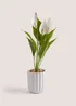 Peace Lily Ribbed Pot (62cm) Image 1