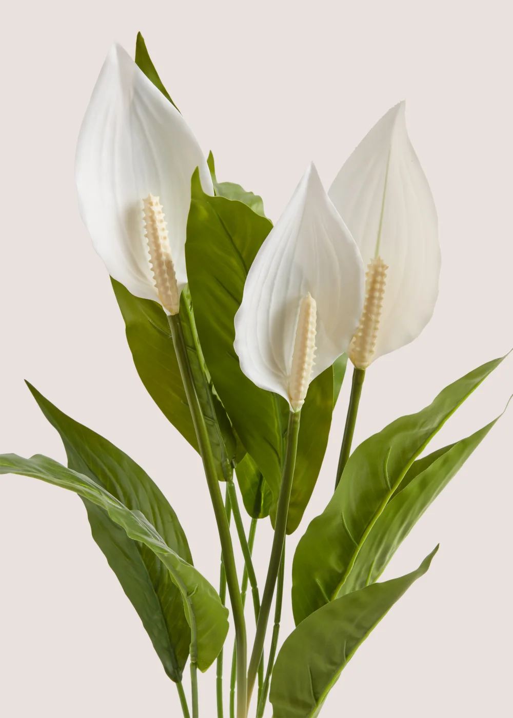 Peace Lily Ribbed Pot (62cm) Image 2