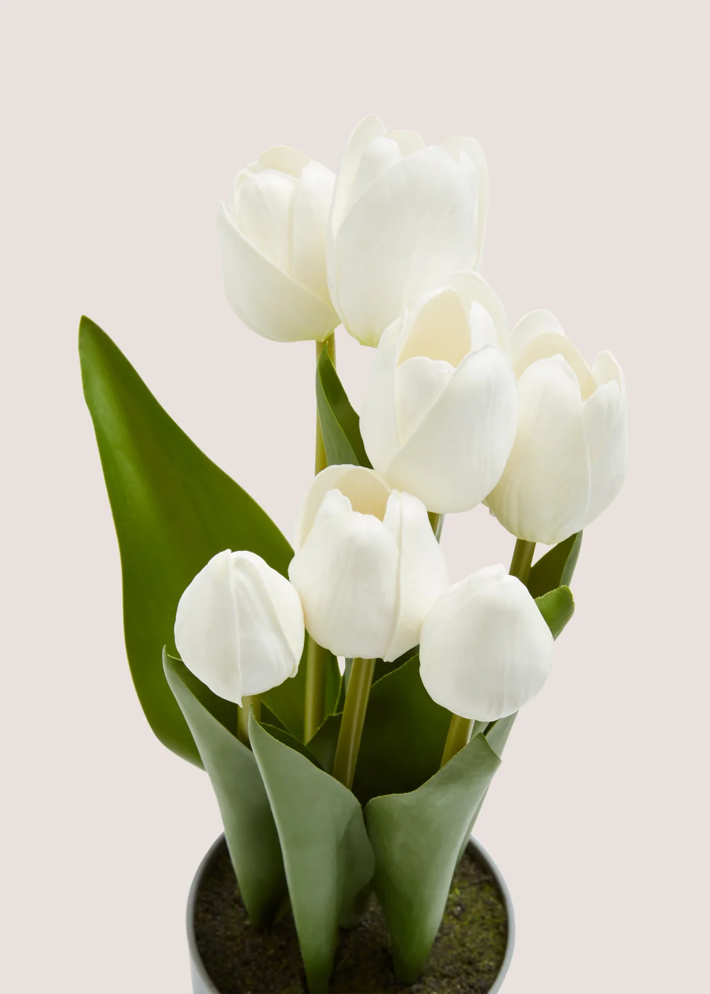 Tulips in Grey Pot Image 2