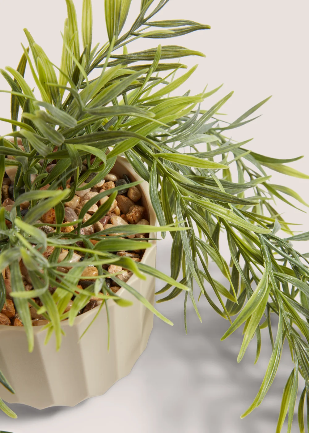 Trailing Plant in Natural Pot Image 2