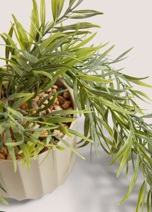 Trailing Plant in Natural Pot Image 2