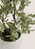 Bonsai Tree in White Pot (33cm x 21cm x 27cm) Image 2