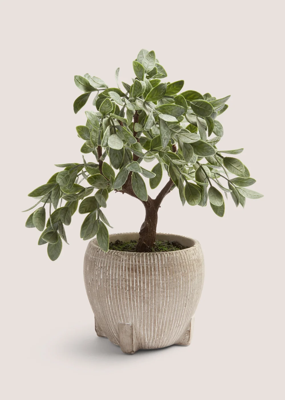 Cabana Bonsai Tree (30cm x 30cm x 19cm) Image 1