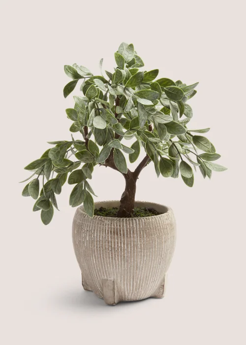 Cabana Bonsai Tree (30cm x 30cm x 19cm) Image 1