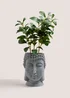 Grey Buddha Head Plant (70cm x 21cm x 12cm) Image 1
