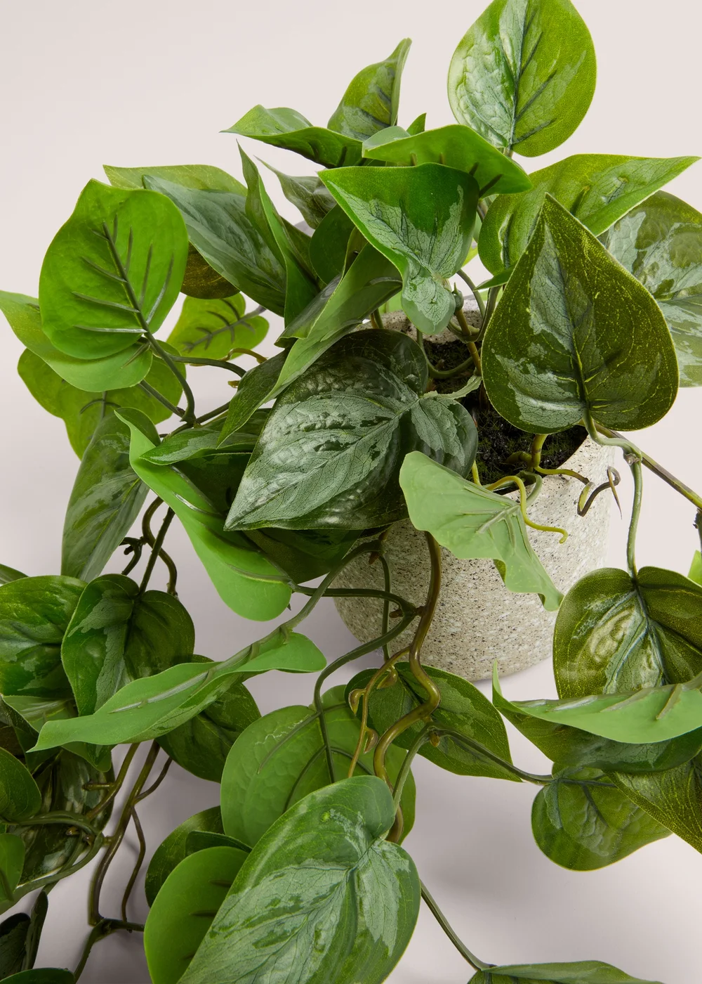 Trailing Plant in Speck Pot (24cm x 13cm x 13cm) Image 2