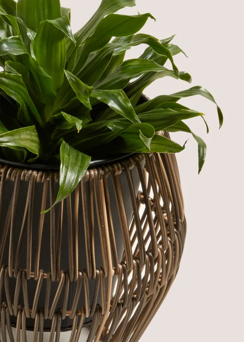 Small Wireframe Plastic Planter (19cm x 15cm x 15cm) Image 2